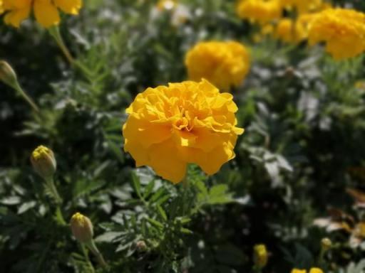 華為麥芒7評測：高顏值/長續(xù)航/拍照強(qiáng)