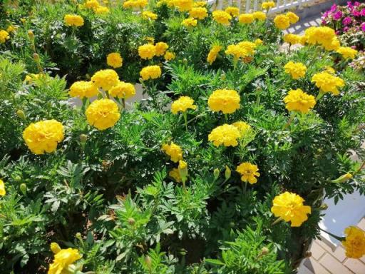 華為麥芒7評測：高顏值/長續(xù)航/拍照強(qiáng)