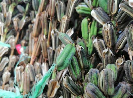 AI前后四攝、華為麥芒7上手體驗(yàn)，你想知道的有這些