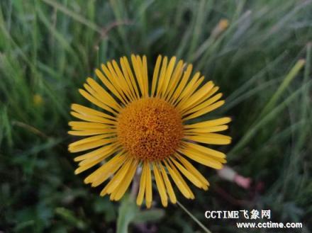 華為麥芒7評(píng)測(cè)：吃雞不卡，拍照有驚喜