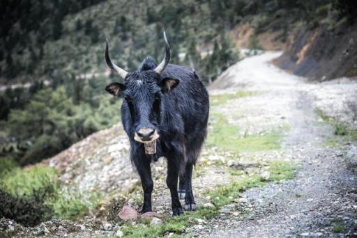 波濤？山路？風(fēng)雨兼程，麥芒無懼挑戰(zhàn)