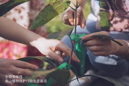 植物醫(yī)生用公益告白：鐵刀木的生機(jī)，孩子們的笑