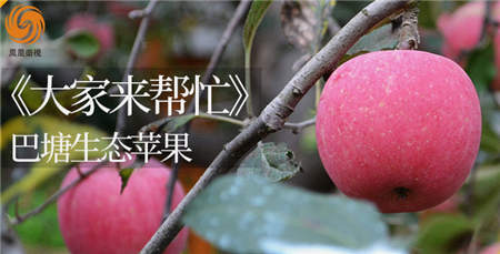 3500米的巴塘蘋果您嘗過么？京東眾籌聯(lián)手鳳凰衛(wèi)視帶來一份厚禮