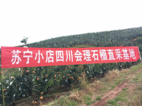 從枝頭鮮到舌頭，蘇寧小店雙十一走遍新疆福建貴州…