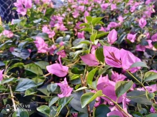 魅族V8評測：你對千元機(jī)的期望，這里都可以找到