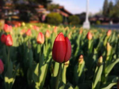 感恩節(jié)將至，用一部華為P20替你說(shuō)“謝謝”