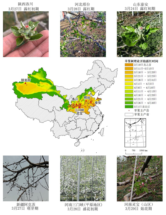 農(nóng)業(yè)農(nóng)村部信息中心與佳格天地聯(lián)合發(fā)布2020年全國主產(chǎn)區(qū)蘋果花期凍害預警分析