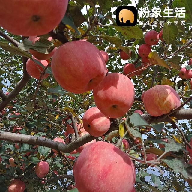 粉象生活助力最美鄉(xiāng)村教師，助農(nóng)扶貧為禮縣開(kāi)拓新銷路
