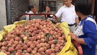美菜網(wǎng)志愿者回鄉(xiāng)助農(nóng)，助力鄉(xiāng)村振興