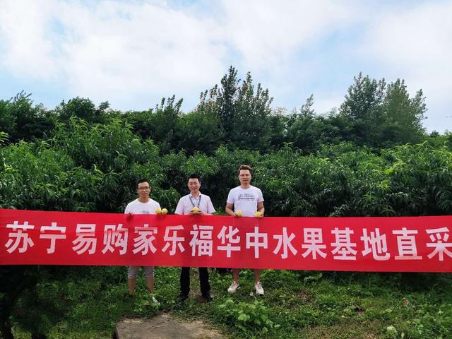 拼購、家樂福、天天快遞……蘇寧“立體”拯救湖北暴雨滯銷黃桃
