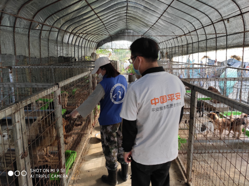 關愛流浪動物 讓生命不再流浪 —平安普惠安徽宿州分公司暖冬行動