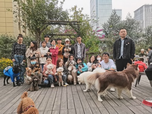 DoggyGo首創(chuàng)“云遛狗”系列賽成都站火辣來襲，開賽倒計(jì)時(shí)……