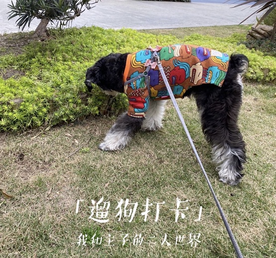 2020云遛狗成都站華麗收官，下一站DoggyGo與你相約鵬城深圳