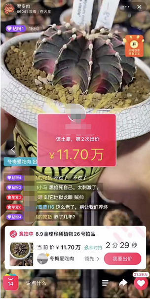 直播間里的“花花世界”：一顆多肉賣到14萬，小眾愛好也能做成大生意