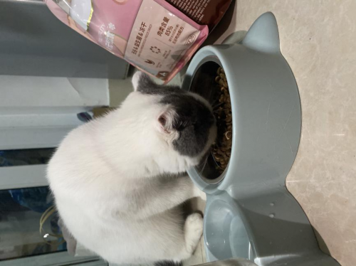 ?什么牌子貓糧好？信元發(fā)育寶元?dú)鈨?yōu)食，為愛(ài)寵腸道健康保駕護(hù)航的無(wú)谷貓糧