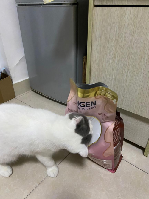 ?什么牌子貓糧好？信元發(fā)育寶元?dú)鈨?yōu)食，為愛(ài)寵腸道健康保駕護(hù)航的無(wú)谷貓糧