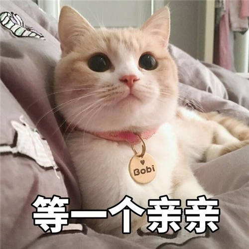 ?貓咪養(yǎng)成日記｜這個清理貓毛的小技巧你知道嗎？