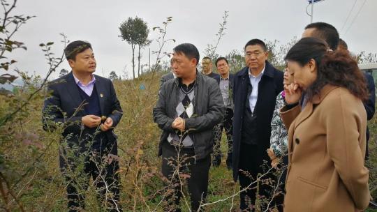 刺梨果變致富果 廣藥集團李楚源：產業(yè)振興是鄉(xiāng)村振興的關鍵