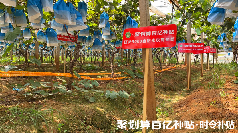陽光玫瑰，貴族水果的平價記