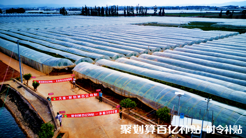 陽光玫瑰，貴族水果的平價記
