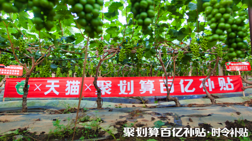 陽光玫瑰，貴族水果的平價記