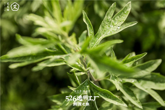 艾艾貼傳承艾草文化，艾灸助力端午佳節(jié)調(diào)理身心