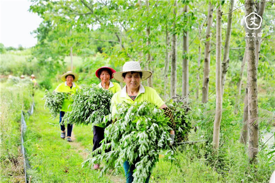 艾艾貼傳承艾草文化，艾灸助力端午佳節(jié)調(diào)理身心