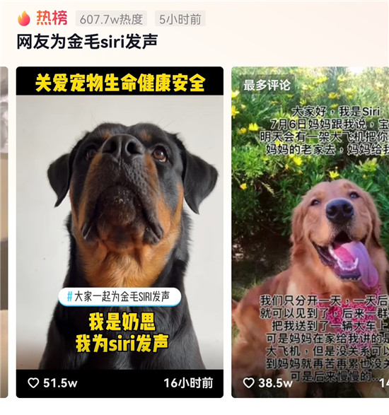 金毛siri托運中死亡，抖音網(wǎng)友發(fā)聲呼吁保護動物尊重生命