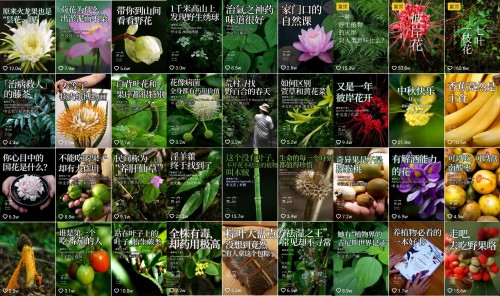 香蕉為什么向上生長？她在抖音為440萬人科普植物的奧秘
