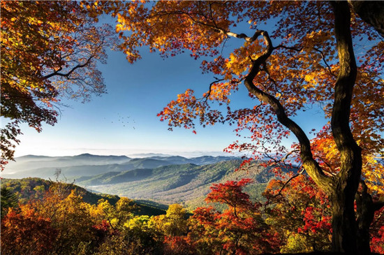 秋季養(yǎng)肝正當(dāng)時(shí)，養(yǎng)肝護(hù)肝不能忽視水飛薊作用