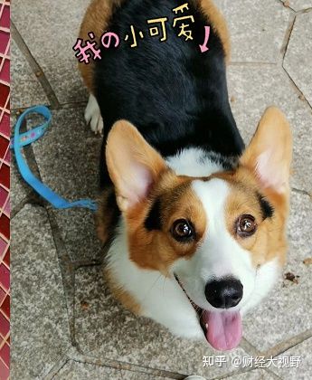 怕狗狗脫毛啦！我的小寵益修膚使用心得
