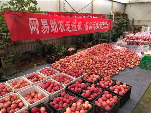 網(wǎng)易嚴(yán)選帶貨陜西蘋果，數(shù)商興農(nóng)助力共同富裕