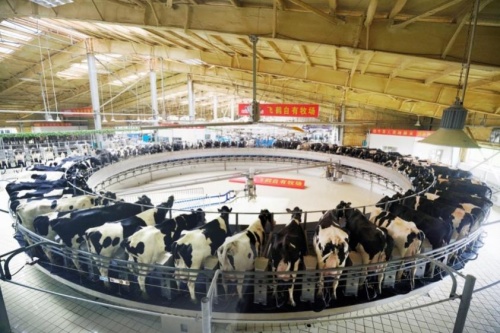 飛鶴奶粉怎么樣？以穩(wěn)健發(fā)展模式，夯實國產乳業(yè)地位