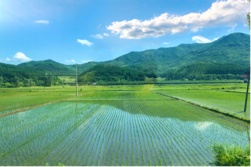 東北香米哪家好？十月稻田從品質(zhì)入手，提供東北生態(tài)好米