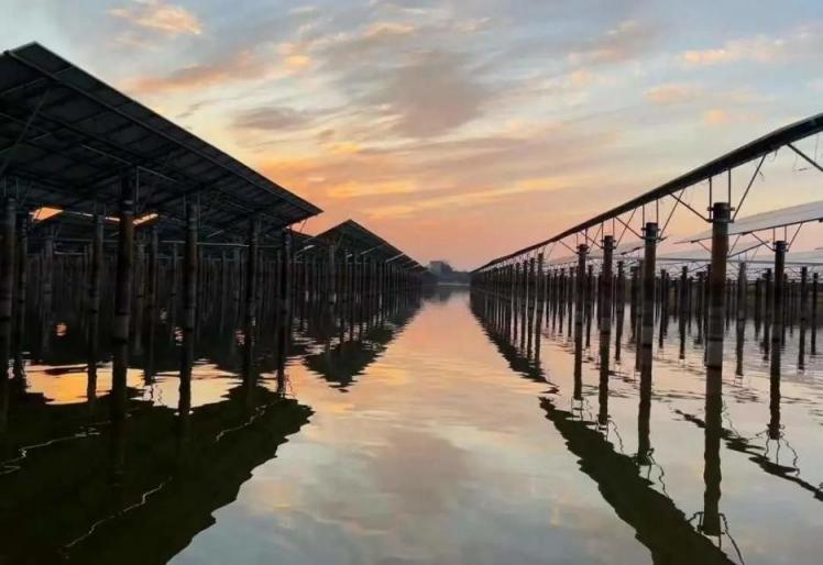 晶科能源組件助力中廣核漁光互補項目 建設(shè)崇明生態(tài)島推進全球碳中和