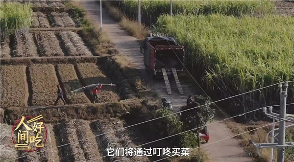 叮咚買(mǎi)菜“青山綠水”計(jì)劃助力鄉(xiāng)村振興，蔗農(nóng)林小根忙碌且幸福