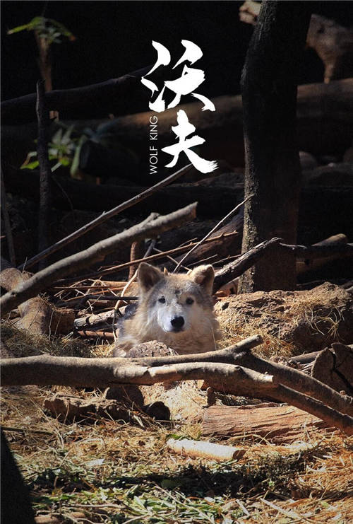 傳遞公益之美！七匹狼認(rèn)養(yǎng)狼王“沃夫”，以行動(dòng)賦能生態(tài)圈