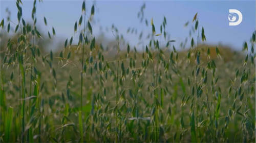 Discovery頻道走進中國乳企，探秘中國奶粉未來力量
