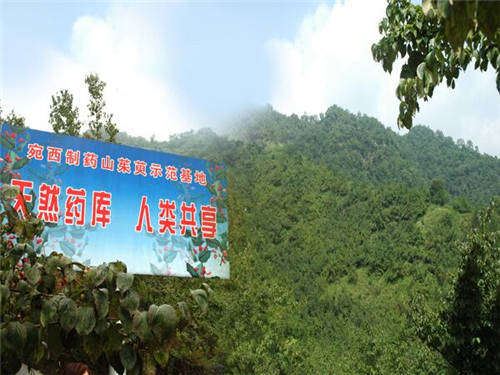 “三根湯”竟出自張仲景，熱播劇《醫(yī)圣》科普中藥知識