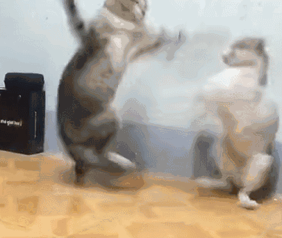 20231117669584.gif 1.gif