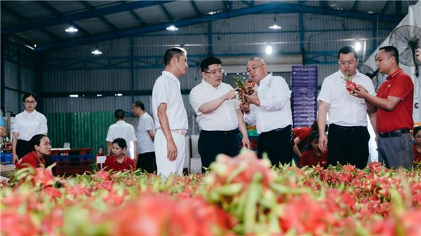 蘇寧快消再下一城，“包圓”越南3萬畝火龍果基地