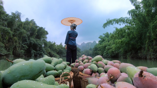 2個(gè)月拼出幾百萬(wàn) 90后小伙回鄉(xiāng)做“芒果CEO”