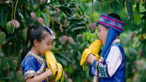 2個(gè)月拼出幾百萬(wàn) 90后小伙回鄉(xiāng)做“芒果CEO”