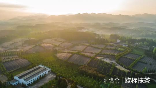 從小眾到主流，打造抹茶超級IP