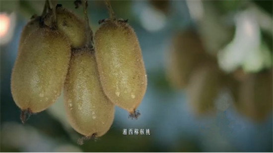 “95后”湘西少年返鄉(xiāng)助脫貧：搭上蘇寧拼購快車，做甜美事業(yè)