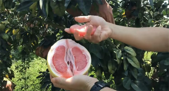 蘇寧拼購(gòu)護(hù)航琯溪蜜柚上行：不止拼價(jià)格，更要拼品質(zhì)！