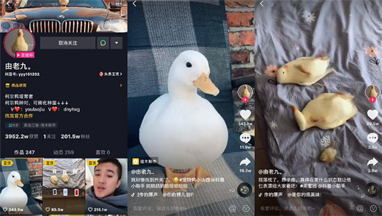唐老鴨本鴨！東北小伙養(yǎng)寵物鴨獲贊3000萬走紅抖音