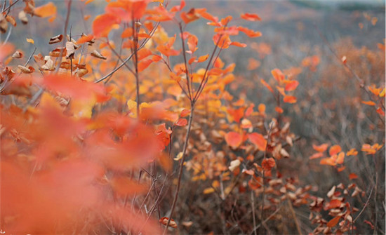精明“錯(cuò)峰游”看這里!賞最美紅葉，住風(fēng)情民宿，每一處都是仙境!