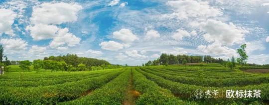 貴茶歐標(biāo)抹茶，天時(shí)地利人和的選擇
