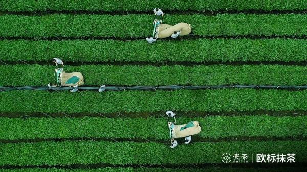 貴茶歐標(biāo)抹茶，天時(shí)地利人和的選擇